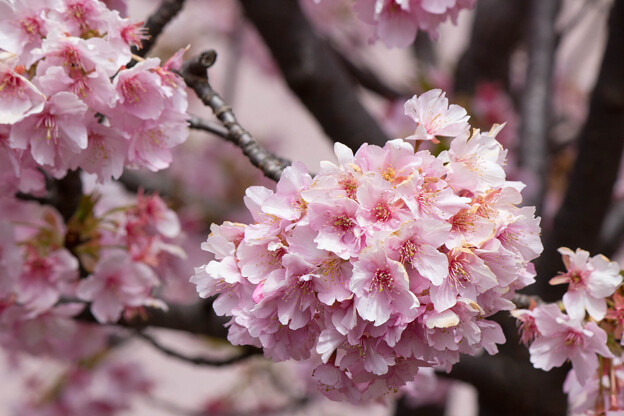 IMG_6024 河津桜 Kawazu cherry blossoms