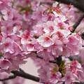 写真: IMG_6025 河津桜 Kawazu cherry blossoms
