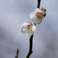 写真: IMG_5971 梅 Japanese apricot blossom