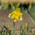 写真: IMG_6054 ラッパスイセン Narcissus pseudonarcissus