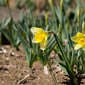 写真: IMG_6055 ラッパスイセン Narcissus pseudonarcissus