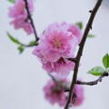 写真: IMG_6222 花桃 Prunus persica