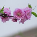 写真: IMG_6223 花桃 Prunus persica