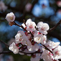 写真: IMG_6326 梅 Japanese apricot blossom 長命寺