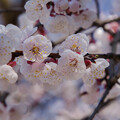 写真: IMG_6333 梅 Japanese apricot blossom 長命寺