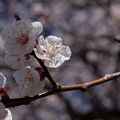 写真: IMG_6336 梅 Japanese apricot blossom 長命寺