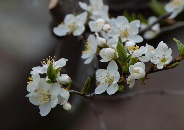 写真: IMG_6438 スモモ Prunus salicina