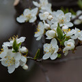 写真: IMG_6438 スモモ Prunus salicina