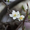 写真: IMG_6442 スモモ Prunus salicina