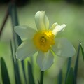 写真: IMG_6490 Narcissus pseudonarcissus f8