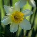 写真: IMG_6493 Narcissus pseudonarcissus f5.6