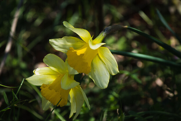 写真: IMG_6496 Narcissus pseudonarcissus f7.4