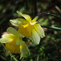 写真: IMG_6496 Narcissus pseudonarcissus f7.4