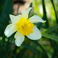写真: IMG_6497 Narcissus pseudonarcissus f7.1