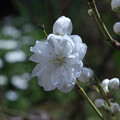 写真: IMG_6553 花桃 Prunus persica