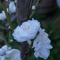 写真: IMG_6562 花桃 Prunus persica