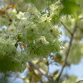 写真: IMG_7324 ウコン桜 Cerasus Sato-zakura Group 'Grandiflora'