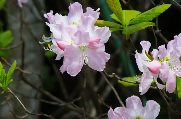 IMG_7262 クロフネツツジ Rhododendron schlippenbachii