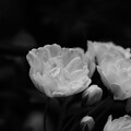 写真: IMG_7421 モッコウバラ Banksia rose bw