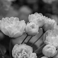 写真: IMG_7422 モッコウバラ Banksia rose bw