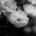 写真: IMG_7423 モッコウバラ Banksia rose bw