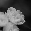 写真: IMG_7426 モッコウバラ Banksia rose bw