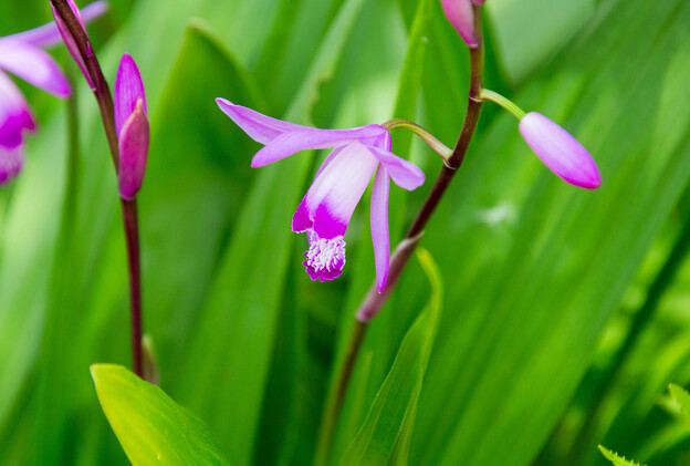 写真: IMG_7496 シラン Hyacinth orchid