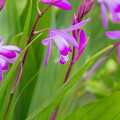 写真: IMG_7497 シラン Hyacinth orchid