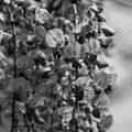 写真: IMG_7523 藤 wisteria bw