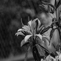 写真: IMG_7532 モチツツジ Rhododendron macrosepalum bw