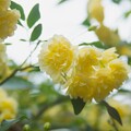 写真: IMG_7586  モッコウバラ Banksia rose