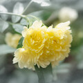 写真: IMG_7588 モッコウバラ Banksia rose