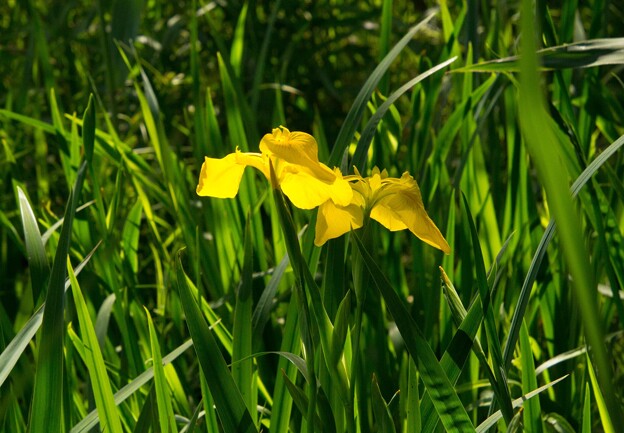 写真: IMG_7747 黄菖蒲yellow iris
