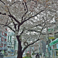 Photos: 練馬･千川通り･桜並木　　2022/04/03