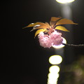写真: 八重桜(夜)