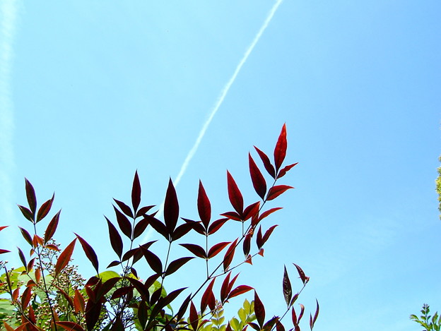 写真: ナンテンの木？と飛行機雲