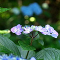 紫陽花と玉ボケ