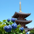 写真: 紫陽花と三重の塔２