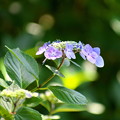 写真: 木陰の紫陽花２
