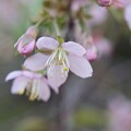 写真: ヒマラヤ桜１