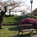 桜とツツジとベンチ