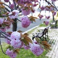 八重桜とベンチ