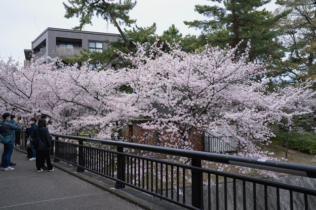 写真: 桜　2022　（３７）