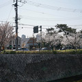 写真: 桜　2023　（１）