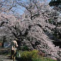 写真: 桜　2023　（３）