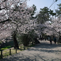 桜　2023　（４）