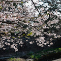 写真: 桜　2023　（５）