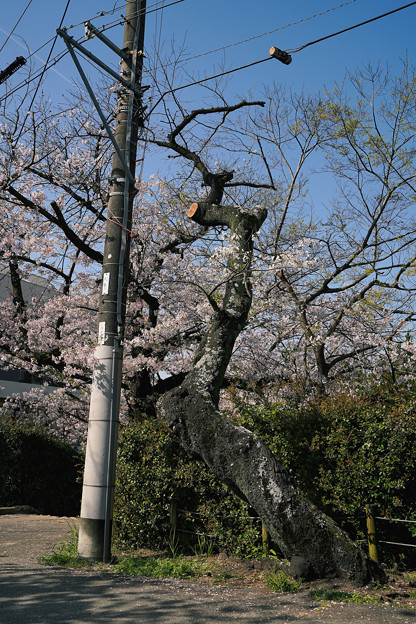 桜　2023　（６）