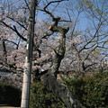 写真: 桜　2023　（６）
