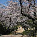 写真: 桜　2023　（７）